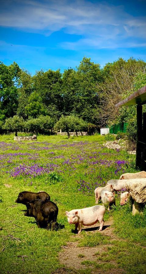 Arca Dos Animais - Farming & Spa Castelo Branco  Exterior photo