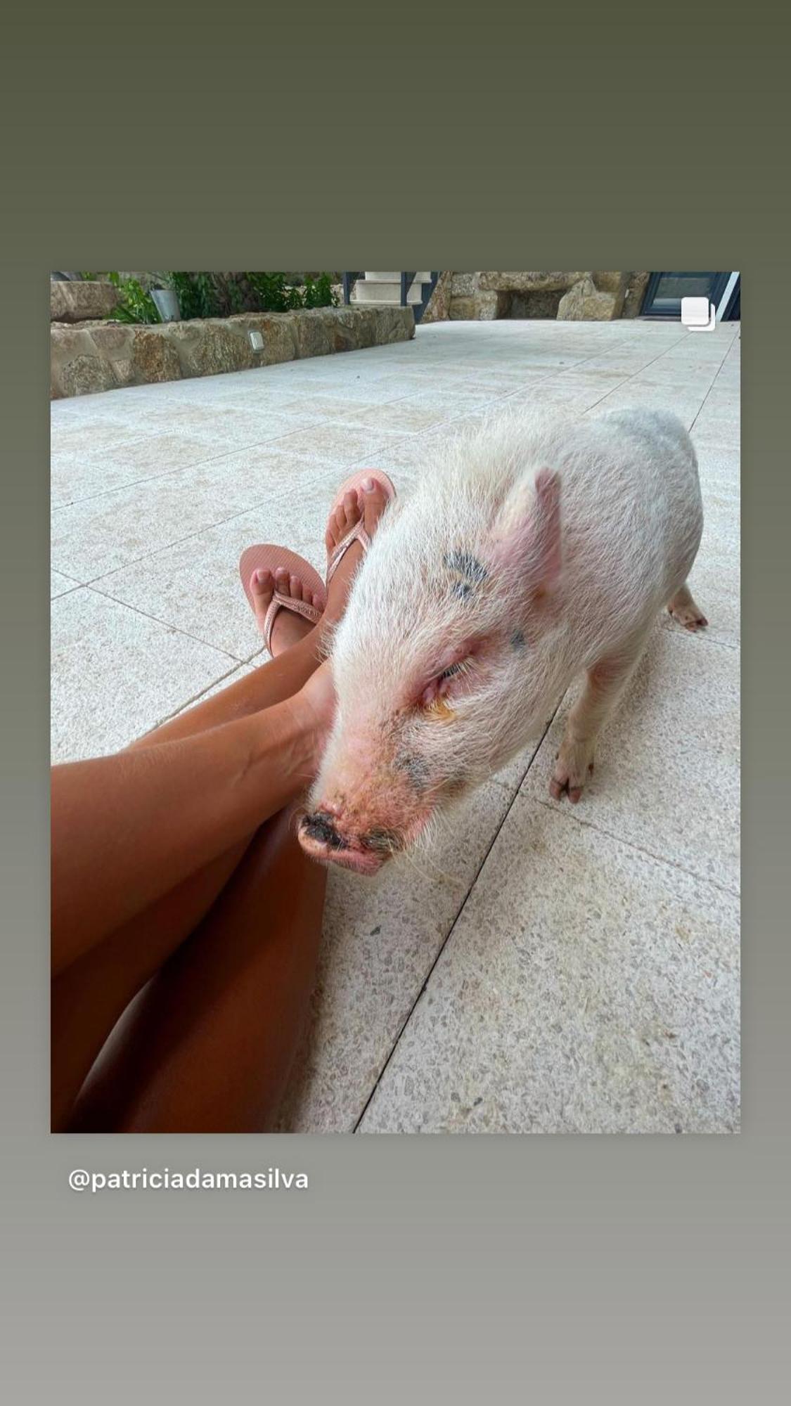 Arca Dos Animais - Farming & Spa Castelo Branco  Exterior photo